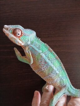 Chameleon pardali - 8