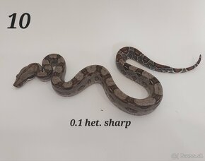 Boa constrictor, Python regius adult/CB7/24, Doprava/Faunia - 8