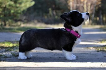 Welsh Corgi Cardigan Krásna FCI dievčina - 8