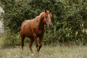 Appaloosa kobylka - 8