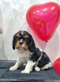 Cavalier king charles spaniel , Kavalier - 8