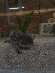 Axolotl mexicky - 8