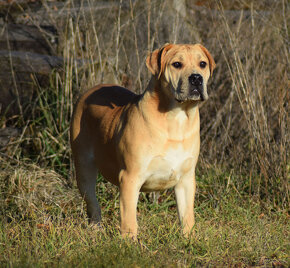 boerboel Ballotada - 2 krásné feny -6měsíců - 8