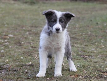 Border kólia,border collie,borderka bez PP - 8