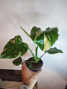 Monstera Thai Constellation - Thajka - 8