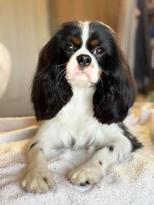 Cavalier King Charles španiel - 8