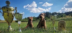 Welsh terrier s PP - 8