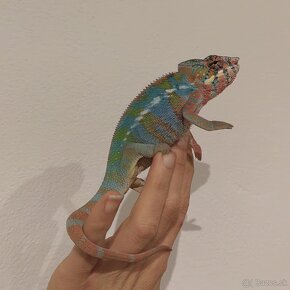 Chameleon pardalis - 8