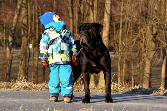 Cane Corso štěňata s FCI PP - 8