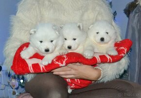 Samojed s PP FCI- LA TORRE ROJA - 8