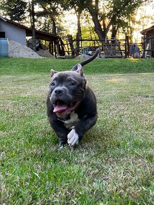 American Bully Pocket - 8