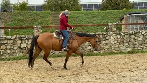 Predam výborného 8 ročného valacha QH s pp - 8