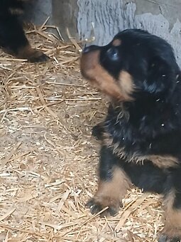 Rotvajler, rottweiler, rtw - 8