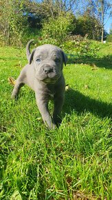 Cane Corso s PP - 8