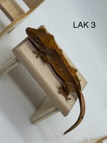 Correlophus ciliatus - neurčené mláďatká - 8