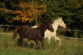 Black Appaloosa colt - 8