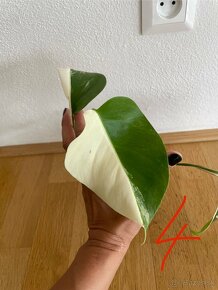 Rastlinky Monstera Albo Variegata - Panašovaná monstera - 8