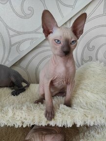 Don sphynx mačiatka s PP - 8