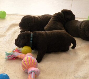 Labrador retriever -  čokoládové šteniatka s PP - 8