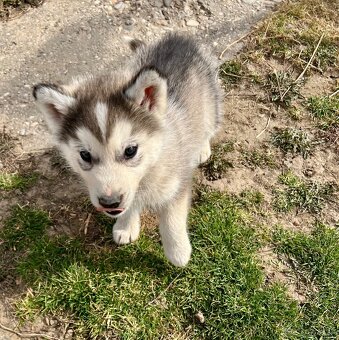 Šteniatka sibírsky Husky - 8