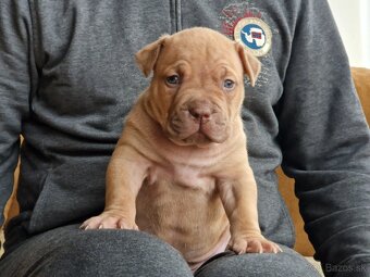 American bully xl - 8