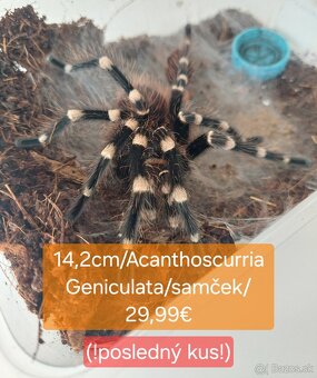 Sklípkani, Tarantule, Pavúky, Vtáčkare - 8