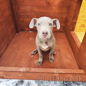 Americký pitbulterier pitbul pitbull silver lilac rare Top - 8