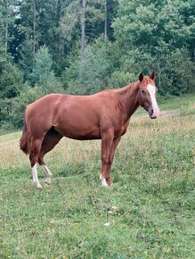 Predám kobylku quarter horse QH - 8