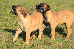 búrský buldok- boerboel - 8