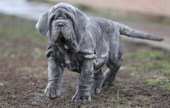 Neapolský mastiff, - 8