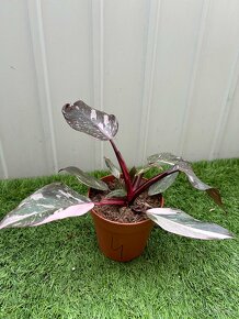 Philodendron pink Princess - 8