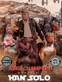 American bully xl - 8