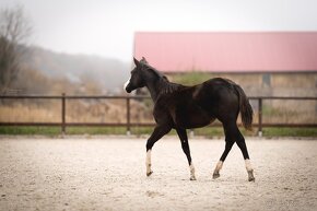 Roční American Quarter Horse black klisna, vnučka Gunnera - 8