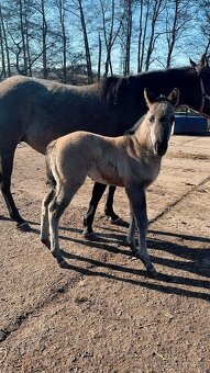 Grullo klisna American Quarter Horse v typu bull - 8