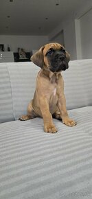 Cane corso s PP - 8