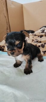 Predám Yorkshire terrier mini - 8