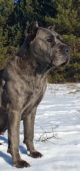 Cane Corso s PP - 8