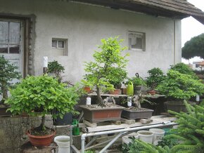 bonsai,bonsaj-hrab25 - 8