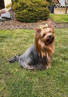 Yorkshire Terrier s PP - 8