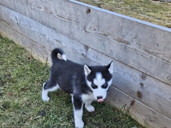 Šteniatka sibírsky husky - 8