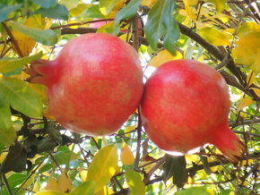 GRANÁTOVÉ JABLKO - PUNICA GRANATUM - 8