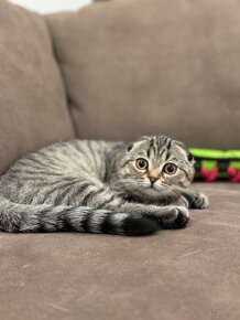 Scottish fold s PP, škótska klapouchá mačka - 8