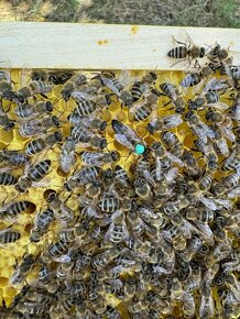 včely - včelie matky F1 - 8