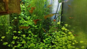 Krevetky,  akvarijné rastlinky - 8