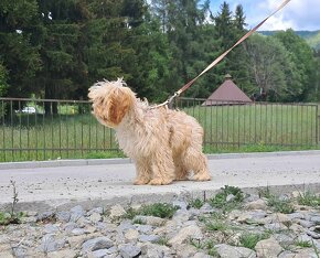 cavapoo f1 cavalier x pudel - 8