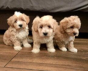 Mini maltipoo +36209877091 - 8