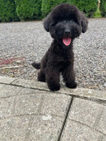 Mini Maltipoo F1b / Maltipoo - 8