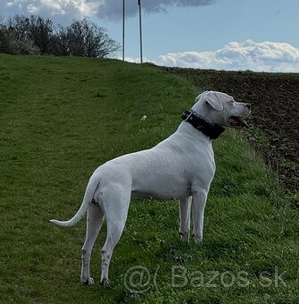 Argentínska doga štěňata, Dogo Argentino - 8