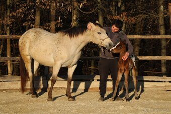 Appaloosa bay blanket colt Atlas - 8