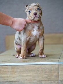 American Bully XL /XXL Pitbull - 8